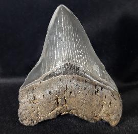 Sonstige - Haizähne - Carcharocles megalodon (AGASSIZ 1843)